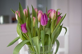 郁金香,鮮花,春天