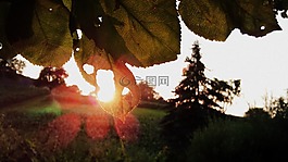 葉子,太陽,日落