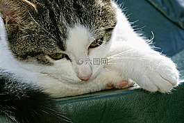 貓,動物,國內(nèi)的貓