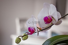 花,鮮花,蘭花