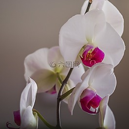花,鮮花,蘭花