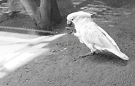 白,鸚鵡,動物