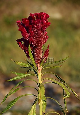 雞冠花,紅色花,鮮花