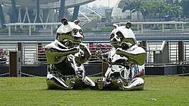 新加坡,灣,熊