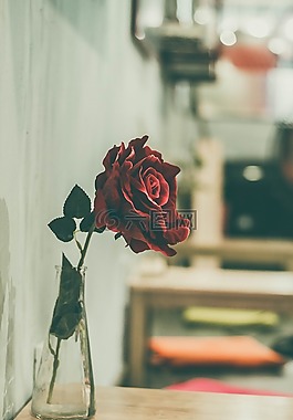紅色,玫瑰,花