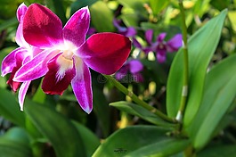 蘭花,花,性質(zhì)