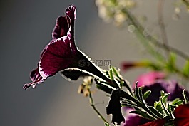 矮牽牛,矮牽牛花園,茄科