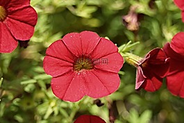 矮牽牛,矮牽牛花園,茄科
