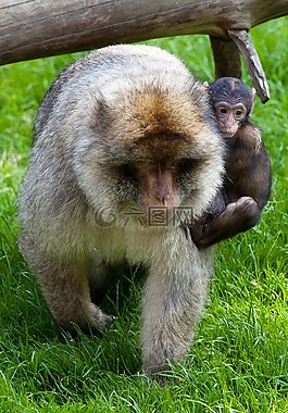 動物,嬰兒,護理