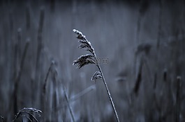 里德,弗羅斯特,草