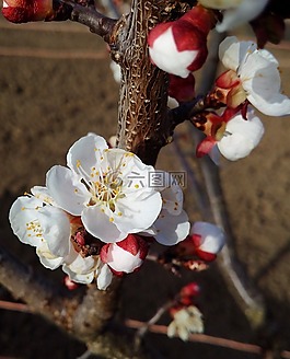 春天,櫻桃,花