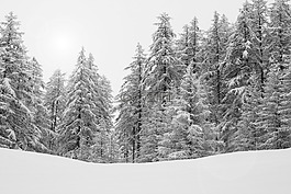 森林,阿尔卑斯山,性质
