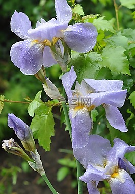 鮮花,春,性質(zhì)