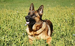 狗,德国牧羊犬,牧羊人