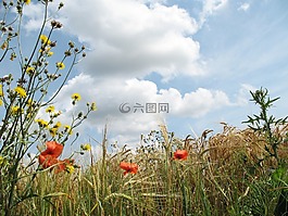 夏天,花,紅色的雜草
