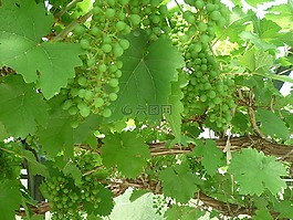 地中海,葡萄,溫室