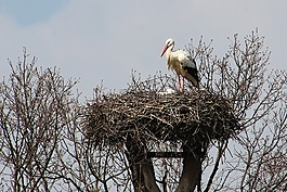 鸛,巢,鳥