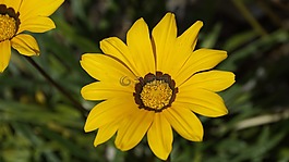 gazania芨芨草,花,菊科