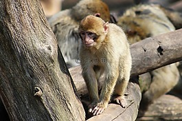 猴,獼猴,動物園 chomutov