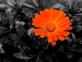 花,自然,植物區(qū)系