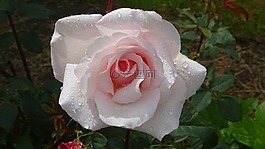 粉紅色的玫瑰,鮮花,玫瑰綻放