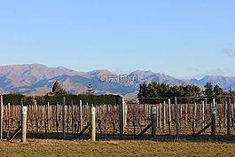 葡萄園,葡萄,景觀
