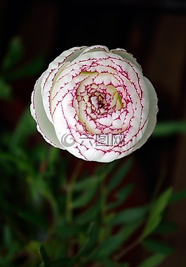 春天,花,花園