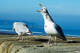 動(dòng)物,背景,鳥嘴