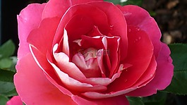 玫瑰,花,紅色