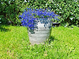 花卉,鮮花,開(kāi)花