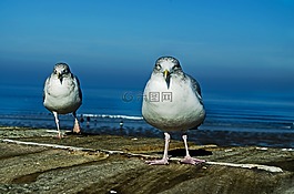 動物,背景,鳥嘴