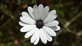 osteospermum ecklonis,玛格丽特 ·,osteospermum