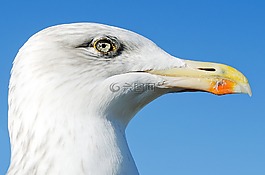 動物,背景,鳥嘴