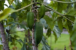 babaco,食品,葉