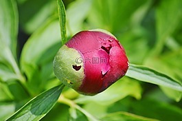 牡丹,芽,花