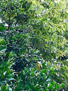 綠色,秋季,抽象