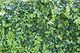 常春藤,綠色,花園
