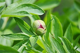 牡丹,花,芽