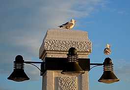 borkum,海濱長(zhǎng)廊,海鷗