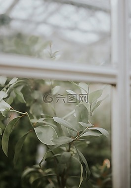 窗口,房子,首頁