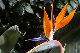 蘭花,花,開(kāi)花