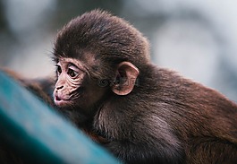 動物,猴子,野生動物