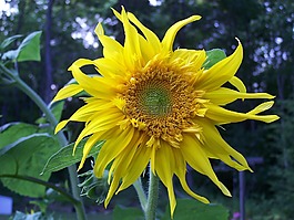 向日葵,花,黃色
