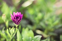 紫羅蘭色,花,花瓣