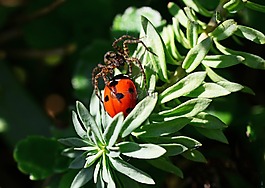 狼蛛,瓢虫,豹 amentata