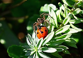 狼蛛,瓢虫,豹 amentata