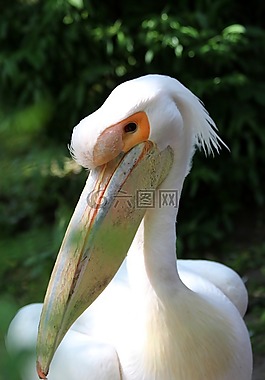 白鵜鶘,鳥,鵜