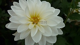 娇琴纱,花,壮丽的