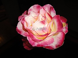 玫瑰,盛開,花
