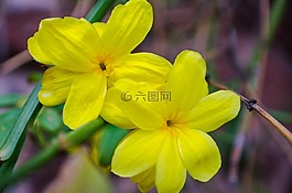 花,鮮花,黃色